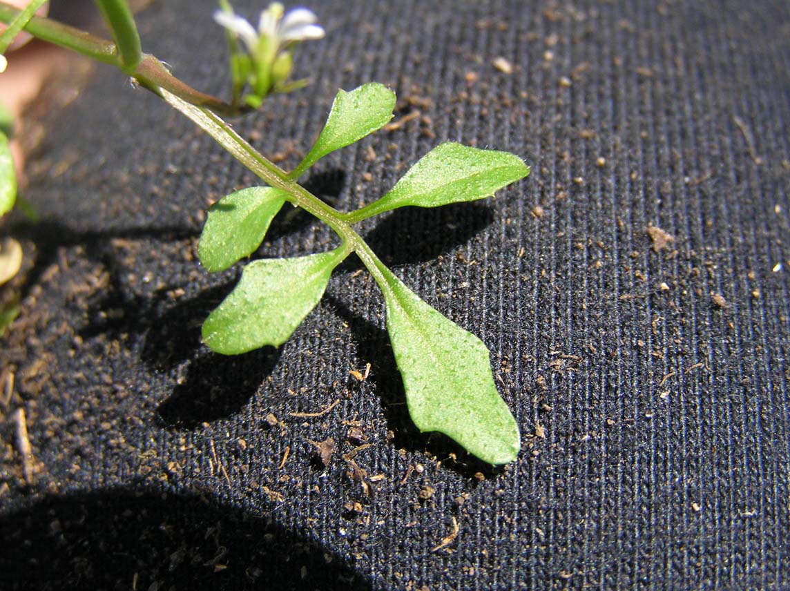 Cardamine hirsuta